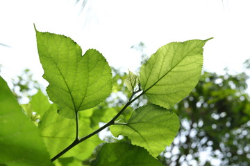 green leaf nature texture