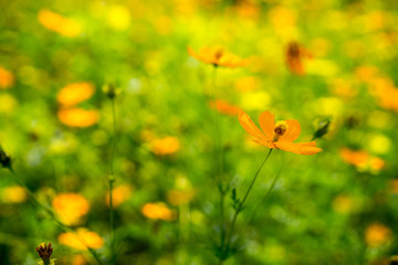cosmos flower close-up