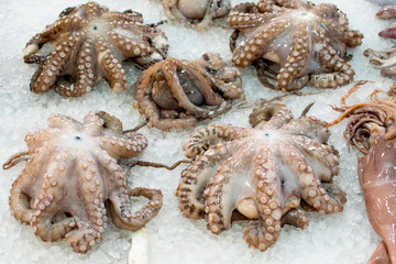 octopus on the counter in the market, top view, background