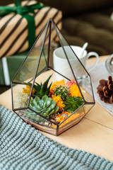 Decorative houseplants in winter. Florarium with fresh flowers on the table in a bright living room, decorated for Christmas.