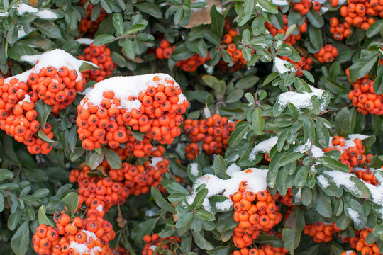 Shrub with orange berries covered with snow..Pyracantha angustifolia is originally from China. It is a beautiful, evergreen shrub with thorny branches.