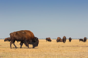 Herd of wild American Bisons graze in a dry field with a clear blue sky