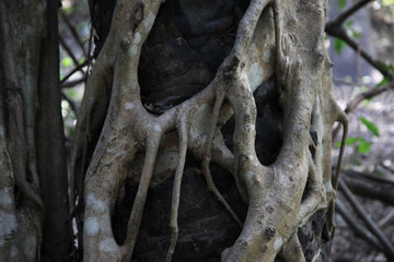 upiornie wyglądające korzenie oplatające pień drzewa w lesie mangrowym w Gambii