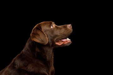 Funny Portrait of Happy Labrador retriever dog Looking up on isolated black background, profile view