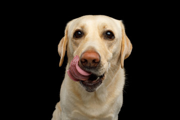 Funny Portrait of Labrador retriever dog Licking and Looking in camera on isolated black background, front view
