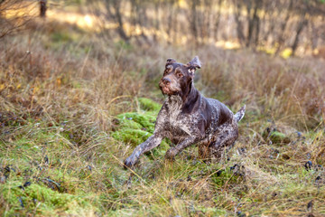 Dog breed Drathaar German Wirehaired run in autumn forest