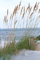 Sea Oats on Dauphin Island