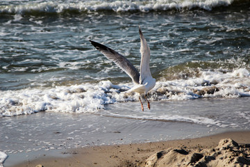Fliegende Möwe am Strand