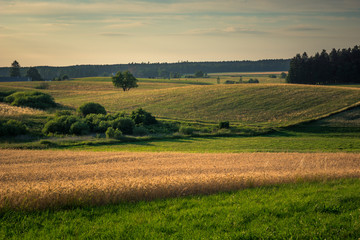 Landscape with masurian meadows near Banie Mazurskie, Masuria, Poland