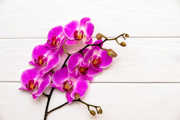     A branch of purple orchids on a white wooden background 