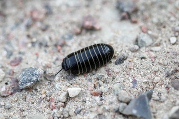 Macro einer Assel