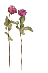 Two parallel dried pink roses isolated on white background, layout for greeting card, festive...