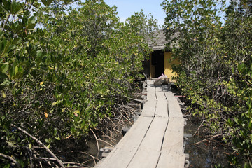 drewniana kładka pośród bujnej zieleni prowadząca do małego żółtego domu na wyspach zielonego przylądka - obrazy, fototapety, plakaty