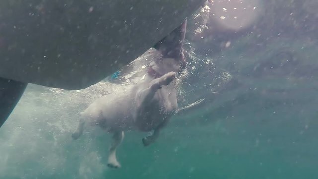 underwater view of a floating dog