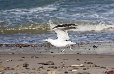 Möwe beim Strandlauf