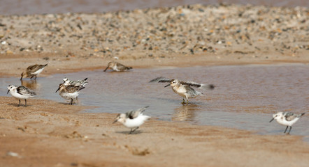 Strandläufer beim Baden