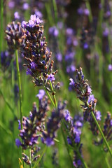 lavender flowers in Senanque