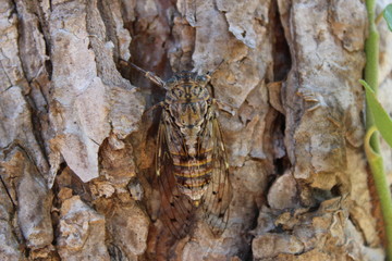 Cicada