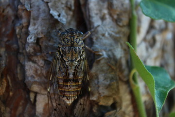 Cicada on a branch