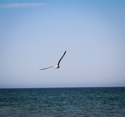 Möwe fliegt über die Ostsee