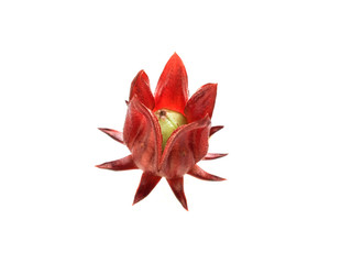 Jamaican sorel Close up