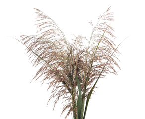 Obraz premium Bouquet of cane.