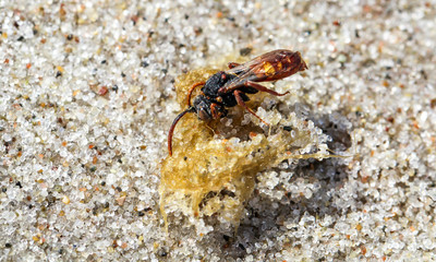 Wespe im Sand