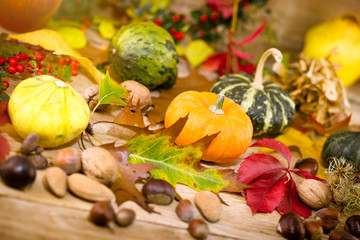 Pumpkin, squash, zucchini, gourd - autumn harvest, autumn thanksgiving on table