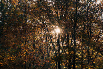 Fototapeta premium Sunshine through tree twigs in autumn park