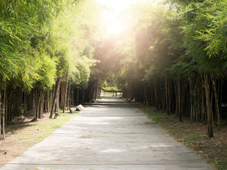 Bamboo walk in the park
