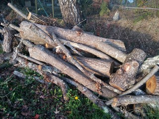 bois coupé