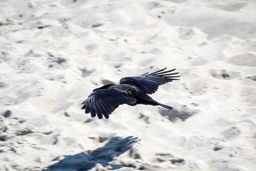 Krähe fliegt tief über dem Strand