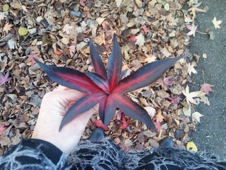couleurs d'automne