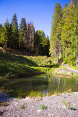 Obraz premium beautiful scenery of the forest and the blue sky of the Carpathian Ukraine.