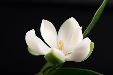White magnolia flower and green leaf on isolated black background.
