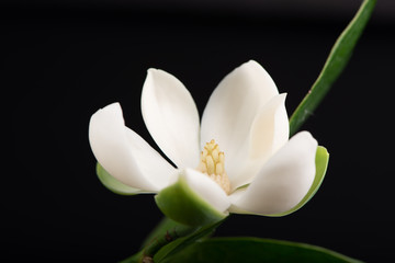 Obraz premium White magnolia flower and green leaf on isolated black background.