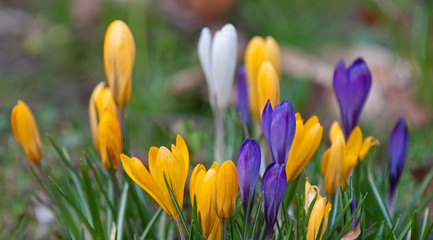 bright spring flowers