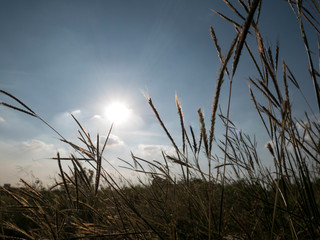 grass and sky