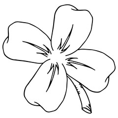 Vector clover leaves. Four leaf clover isolated on white, vector illustration for St. Patrick's day.