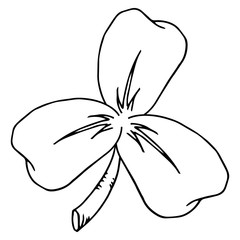 Vector clover leaves symbol of St. patrick's day.