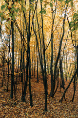 Naklejka premium Yellow fallen leaves on ground near trees in forest