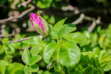 Blüten vom Rhododendron