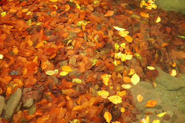 Beech leaves on the water