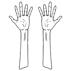 Two palm icon. Vector illustration human hand palm. Hand drawn arm.