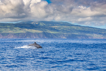 Obraz premium A jumping family of wild bottlenose dolphins, Tursiops truncatus, spotted during a whale watching trip in front of the coast between Pico and Faial, in the western Açores Islands.