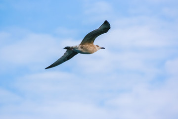 Flying Seagull on the sky background.