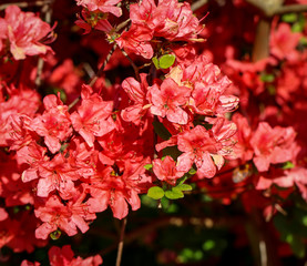 Blüten vom Rhododendron