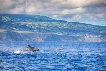 A jumping family of wild bottlenose dolphins, Tursiops truncatus, spotted during a whale watching trip in front of the coast between Pico and Faial, in the western Açores Islands.