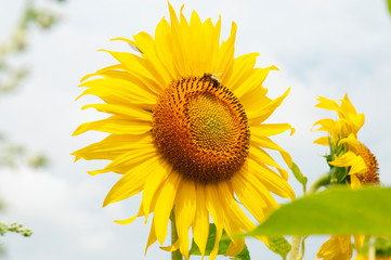 Yellow sunflowers on the background of the summer sky