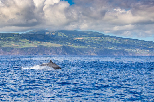 A Jumping Family Of Wild Bottlenose Dolphins, Tursiops Truncatus, Spotted During A Whale Watching Trip In Front Of The Coast Between Pico And Faial, In The Western Açores Islands.